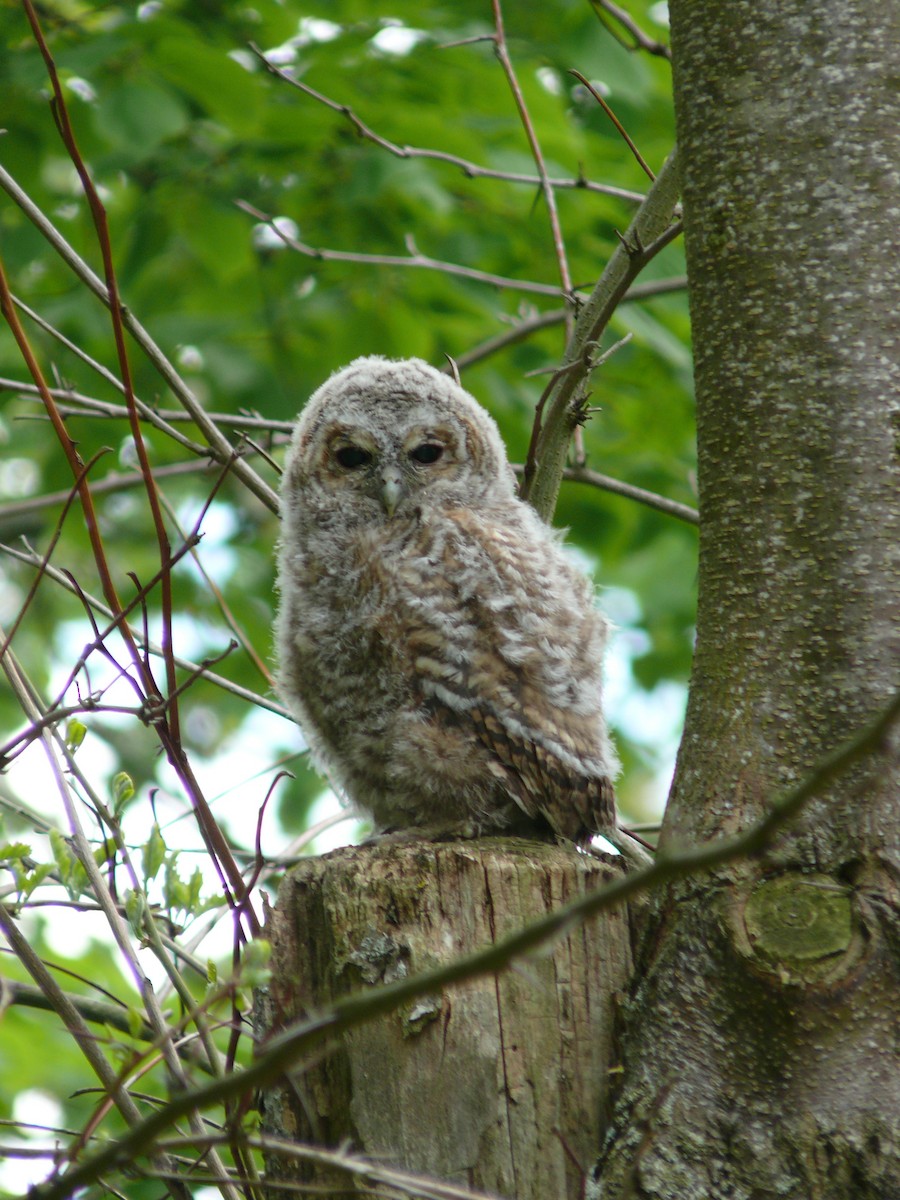 ml142161081-tawny-owl-macaulay-library