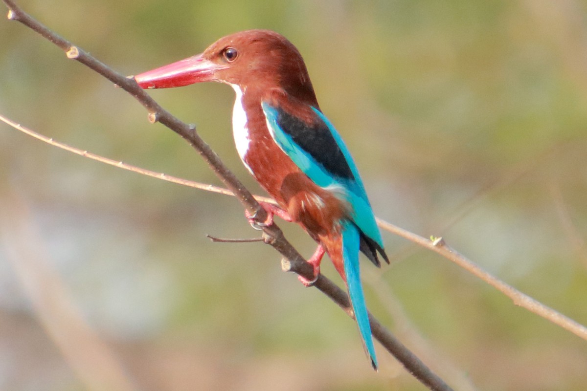 White-throated Kingfisher - Arun Kumar T S