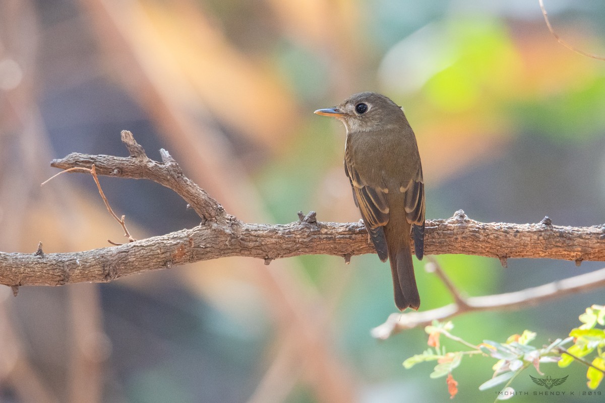 Brown-breasted Flycatcher - Mohith Shenoy