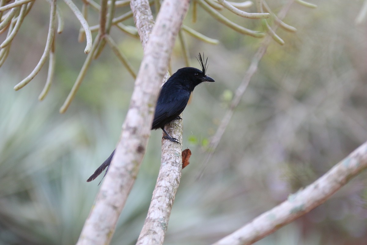 Crested Drongo - ML142162571