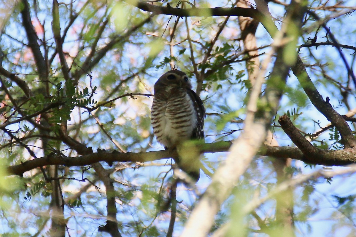 White-browed Owl - ML142162691