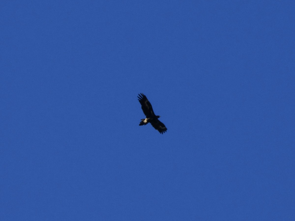 Wedge-tailed Eagle - ML142162751