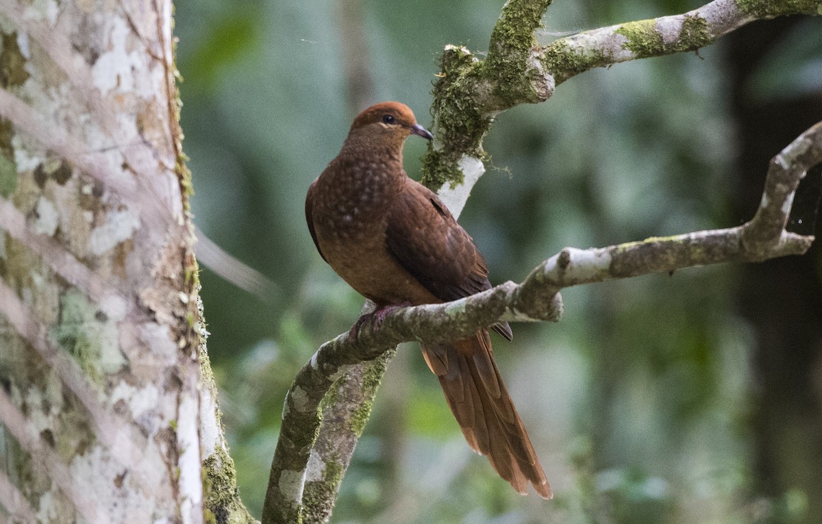 Brown Cuckoo-Dove - Duc Hoang