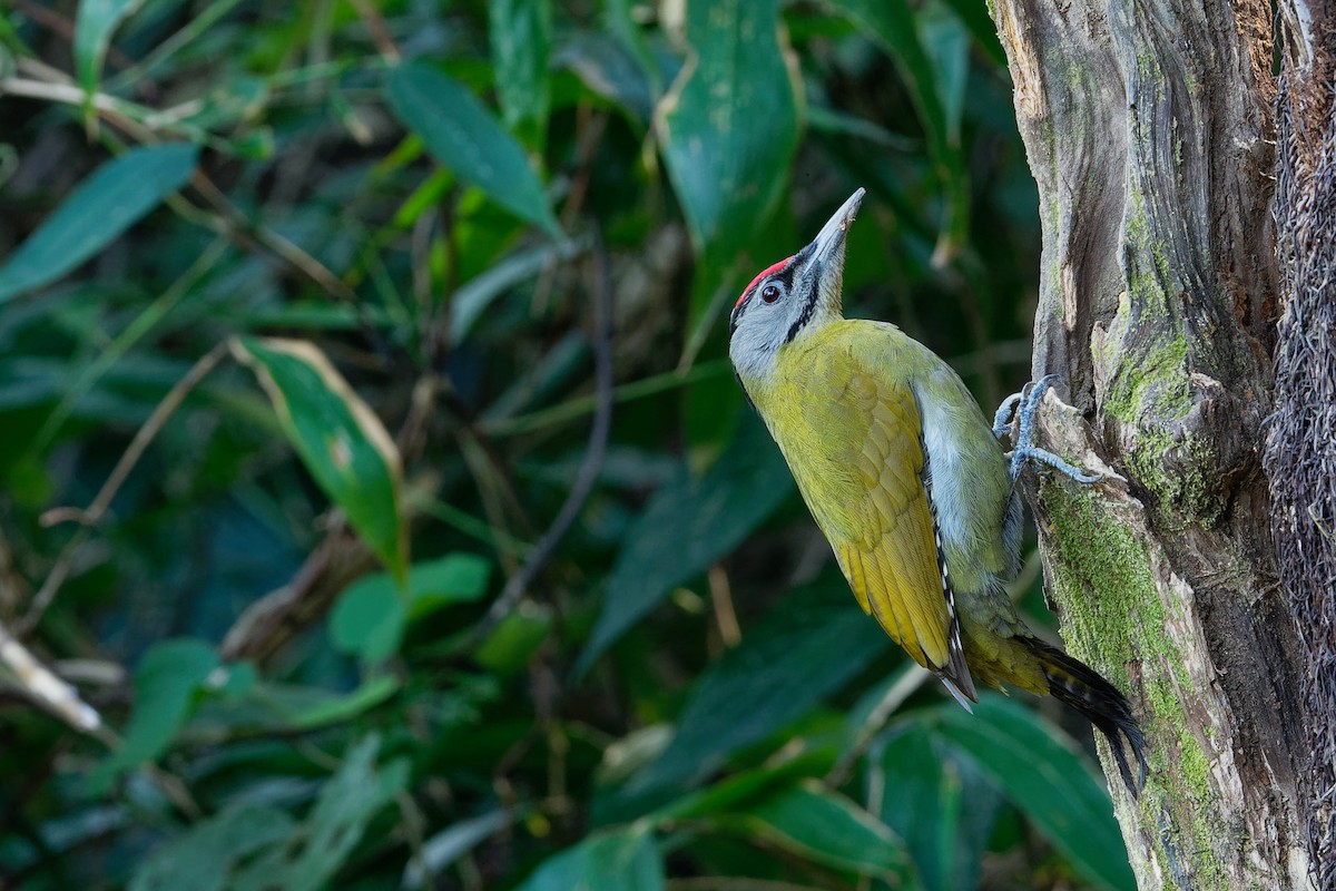 Gray-headed Woodpecker (Black-naped) - ML142163601