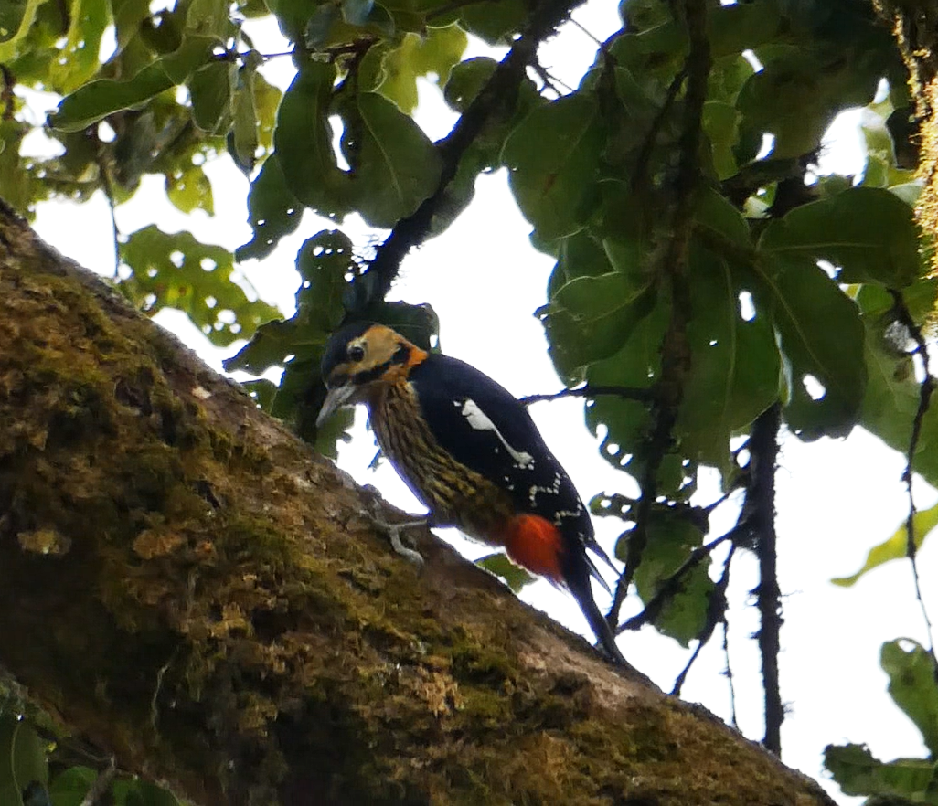 Darjeeling Woodpecker - Arend van Riessen