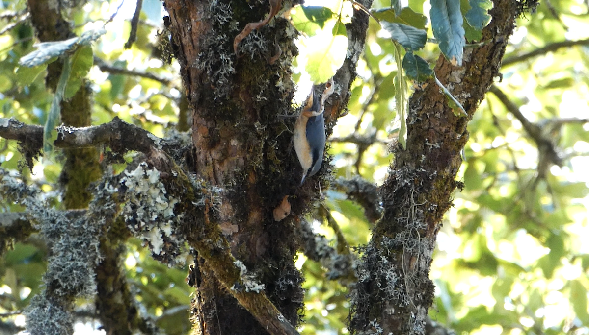 White-tailed Nuthatch - ML142163891
