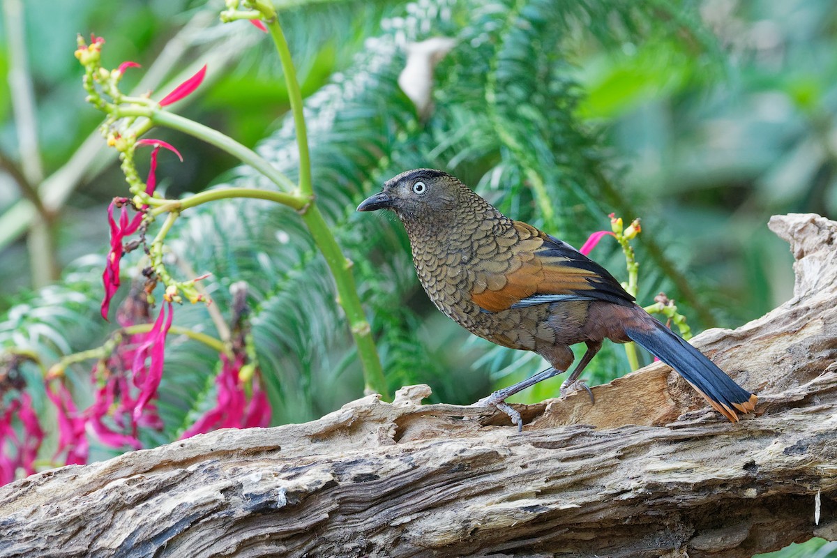 Blue-winged Laughingthrush - Vincent Wang