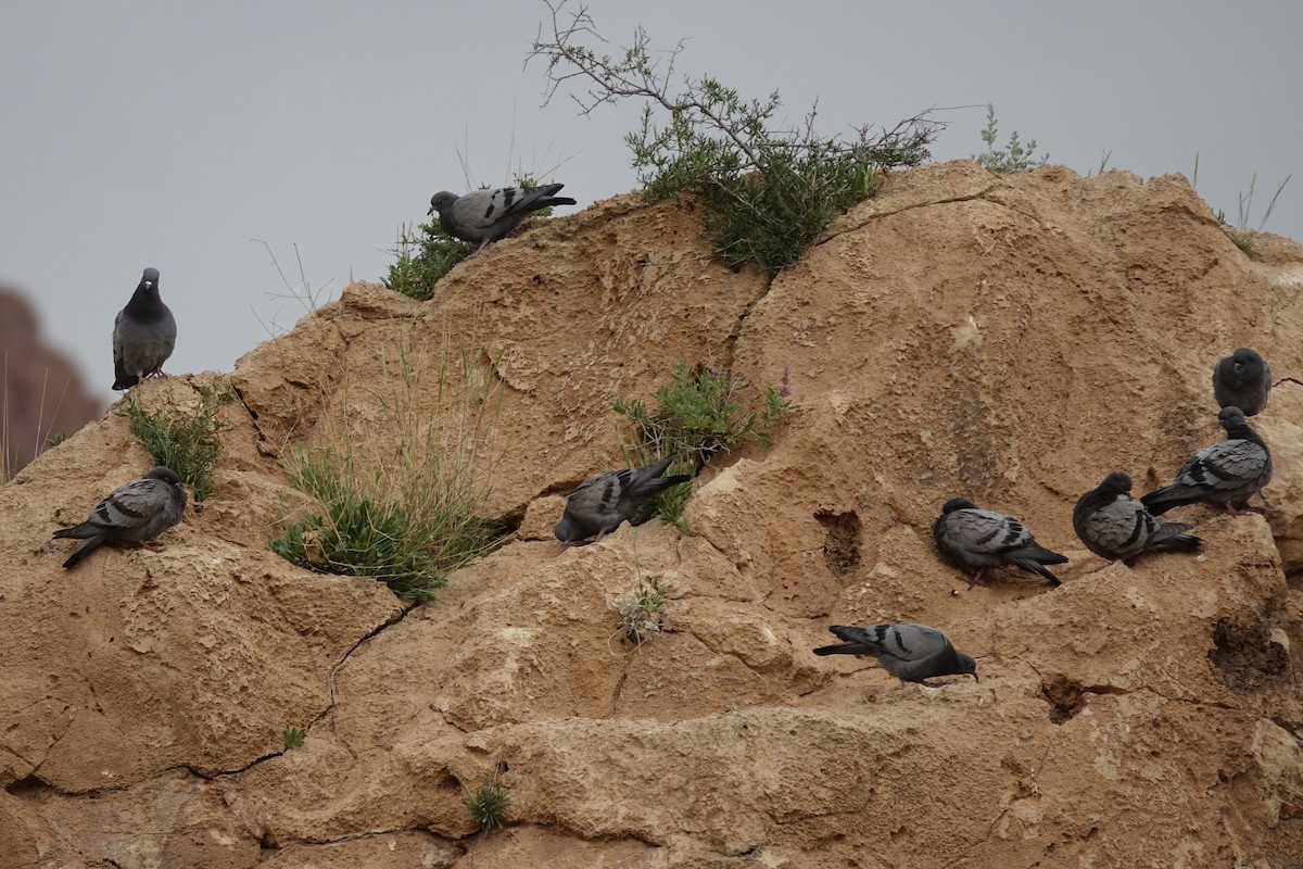 Rock Pigeon (Wild type) - ML142166041