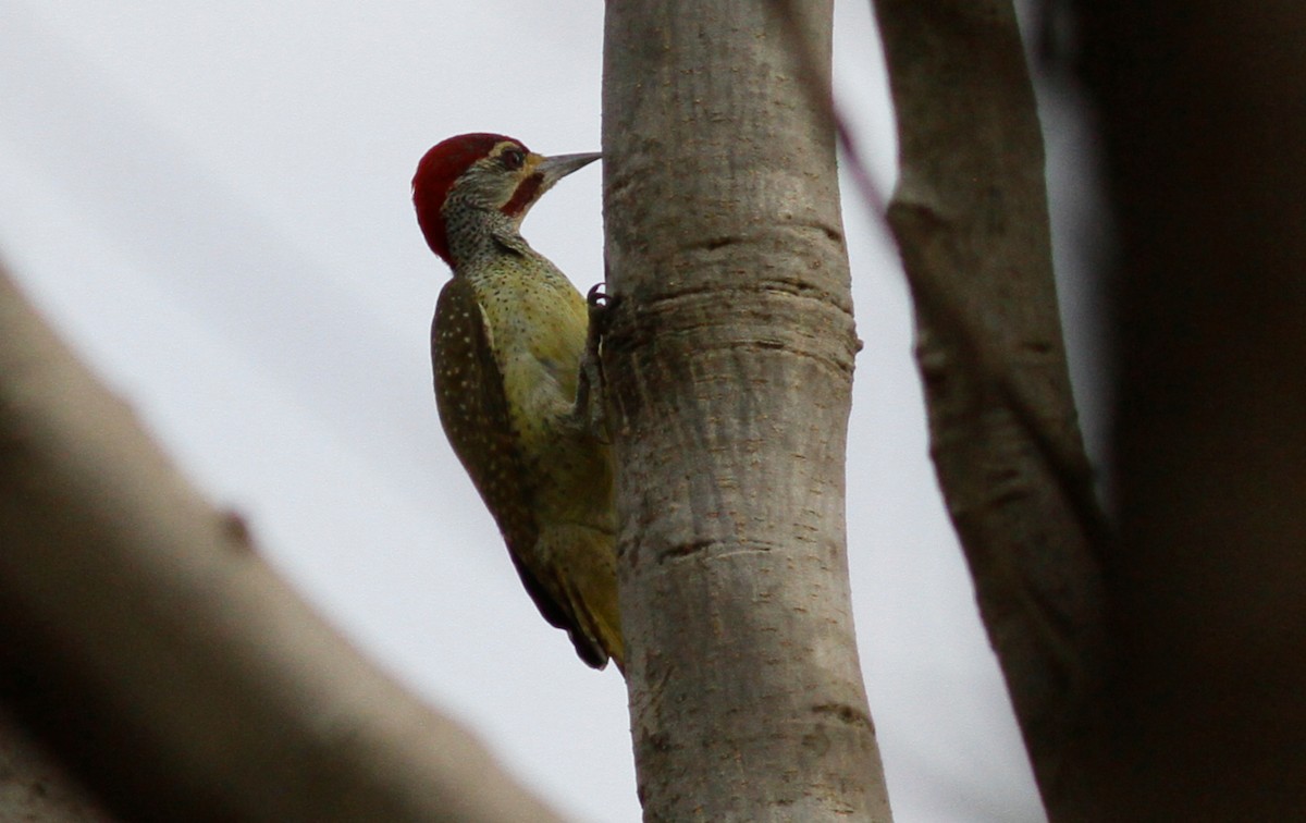 Fine-spotted Woodpecker - ML142167211