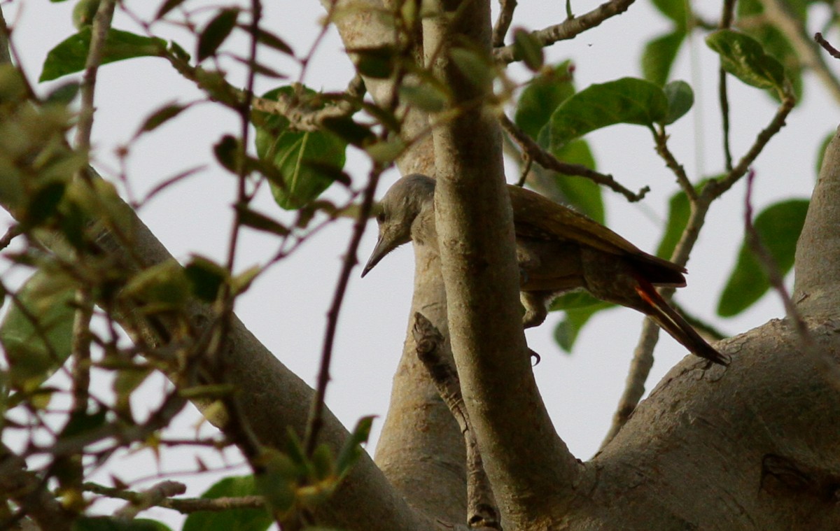 African Gray Woodpecker (Gray) - Anton Liebermann
