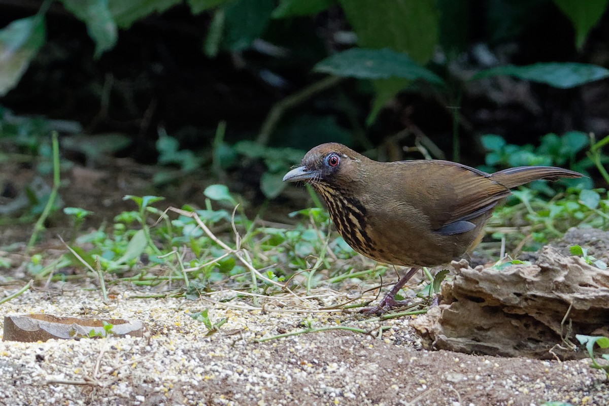 Spot-breasted Laughingthrush - Vincent Wang