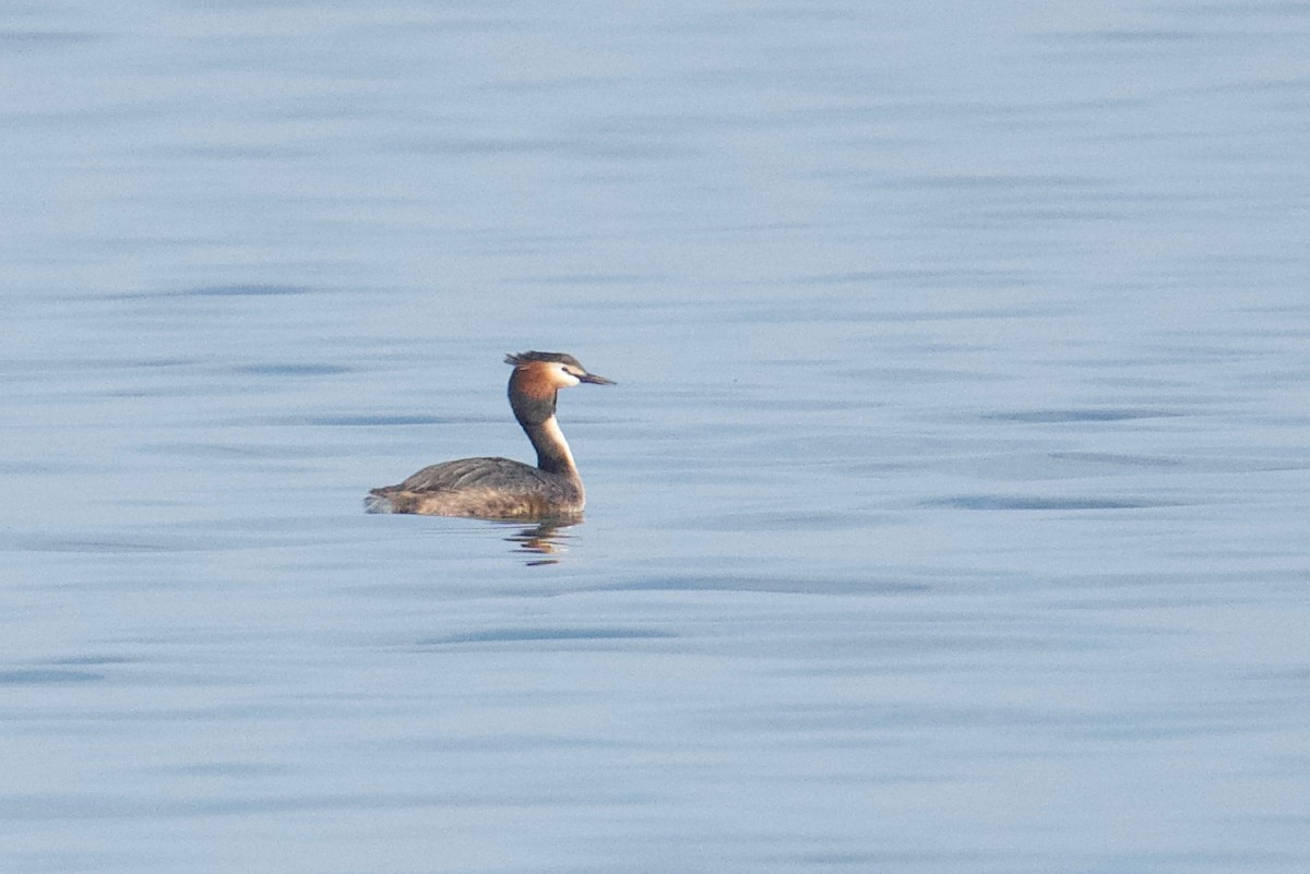 Great Crested Grebe - Qin Huang