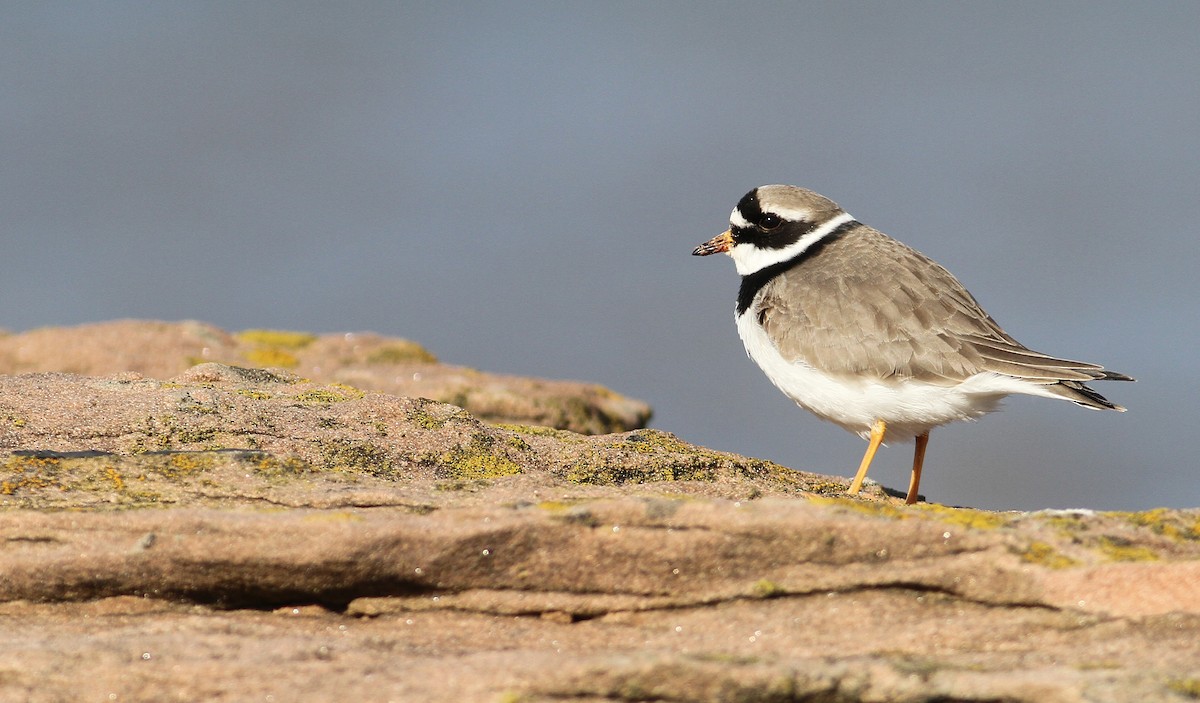 Common Ringed Plover - ML142171141