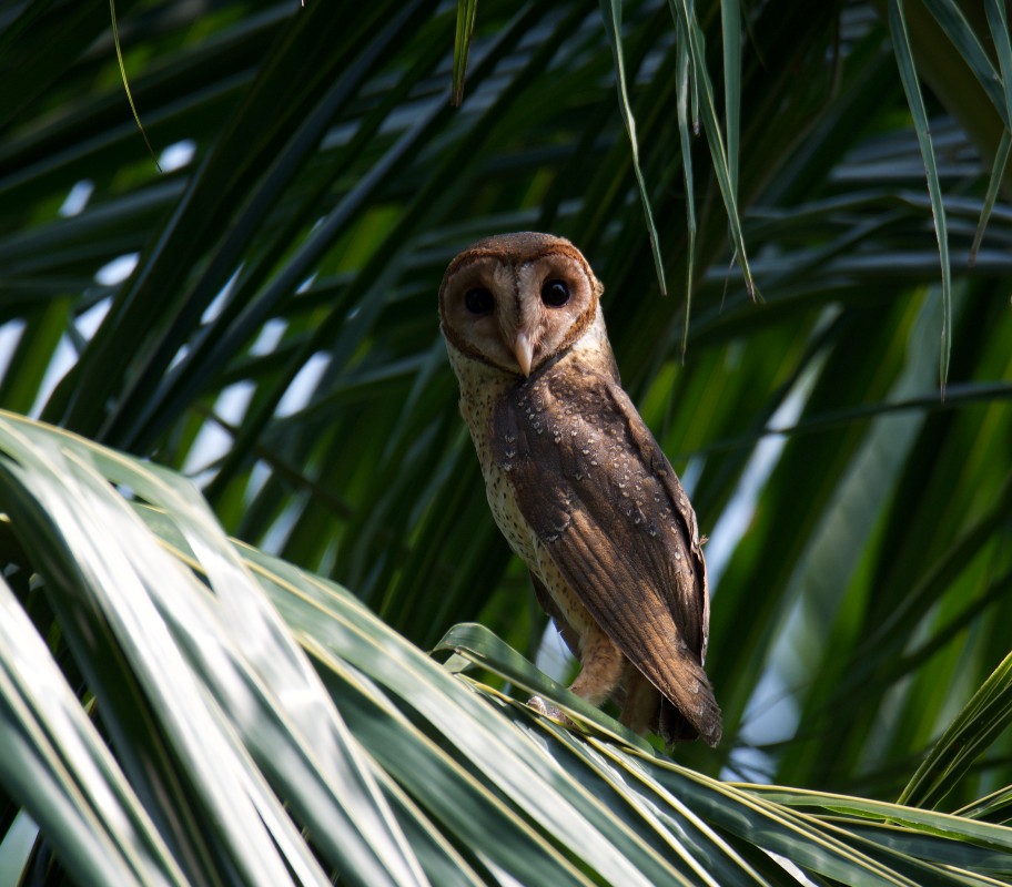 Andaman Masked-Owl - vitrag shah