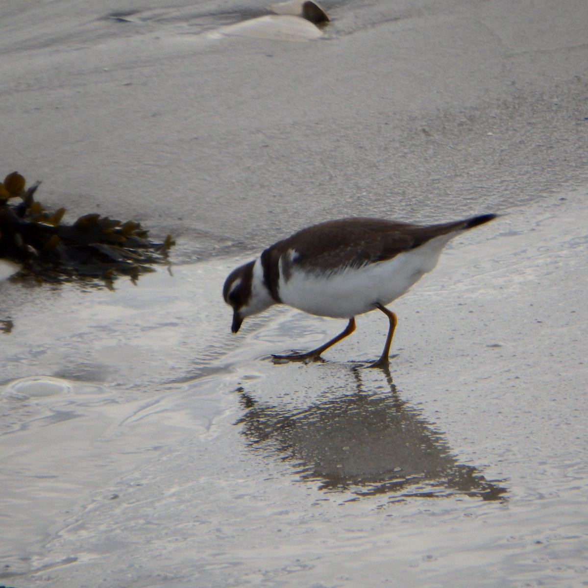 Semipalmated Plover - ML142172041