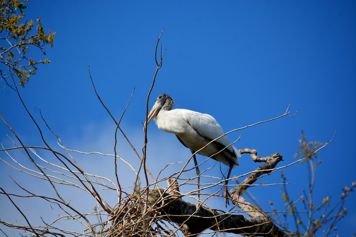 Wood Stork - John Whitehead
