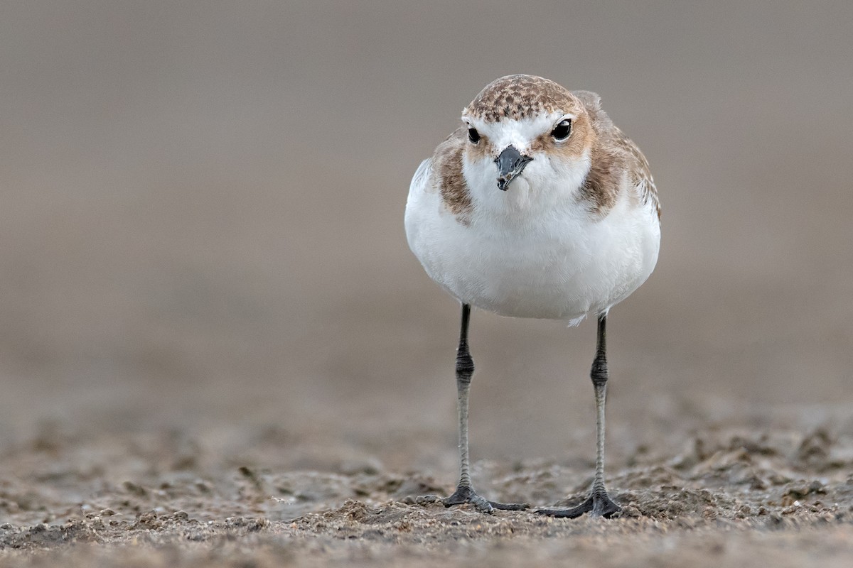 Red-capped Plover - Hayley Alexander