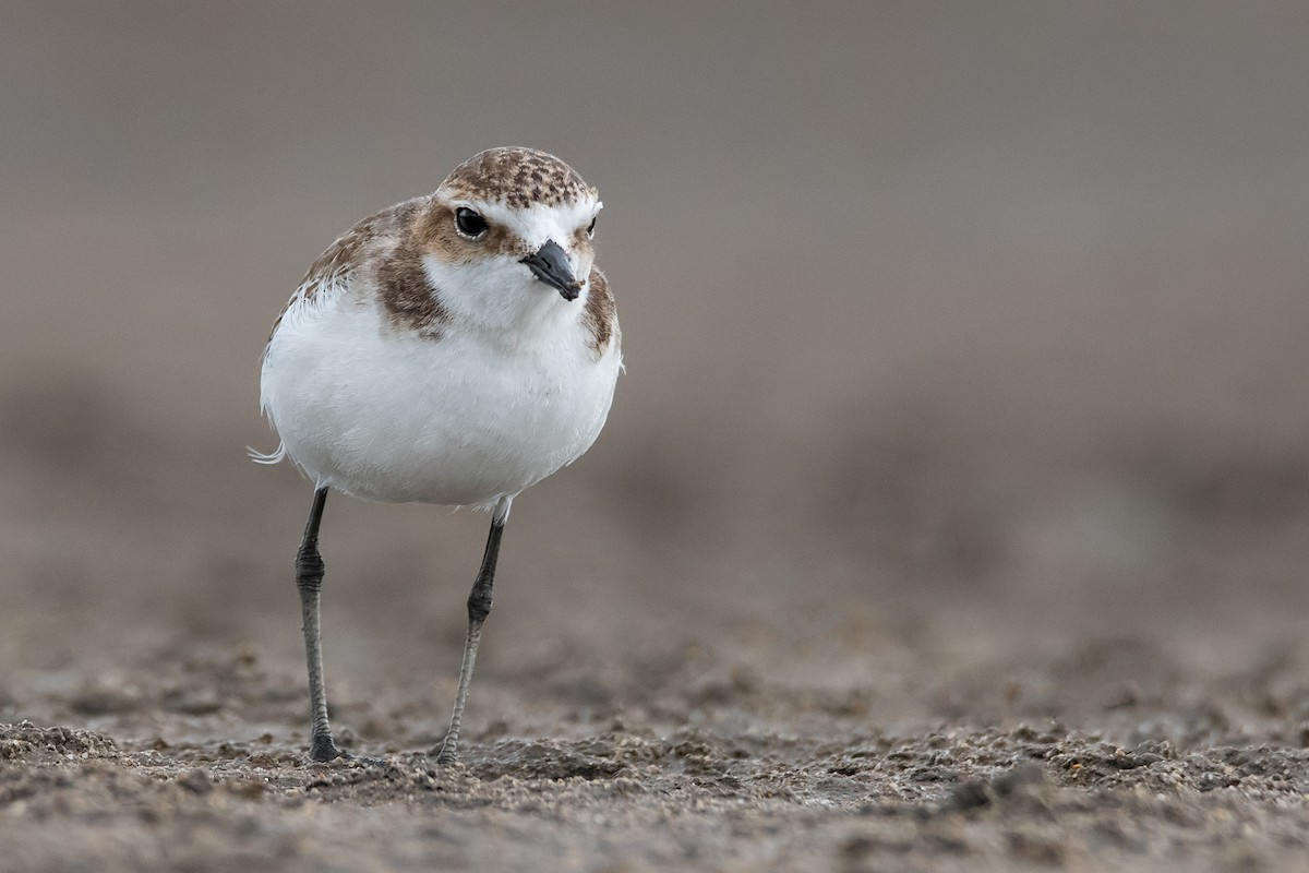 Red-capped Plover - ML142173011