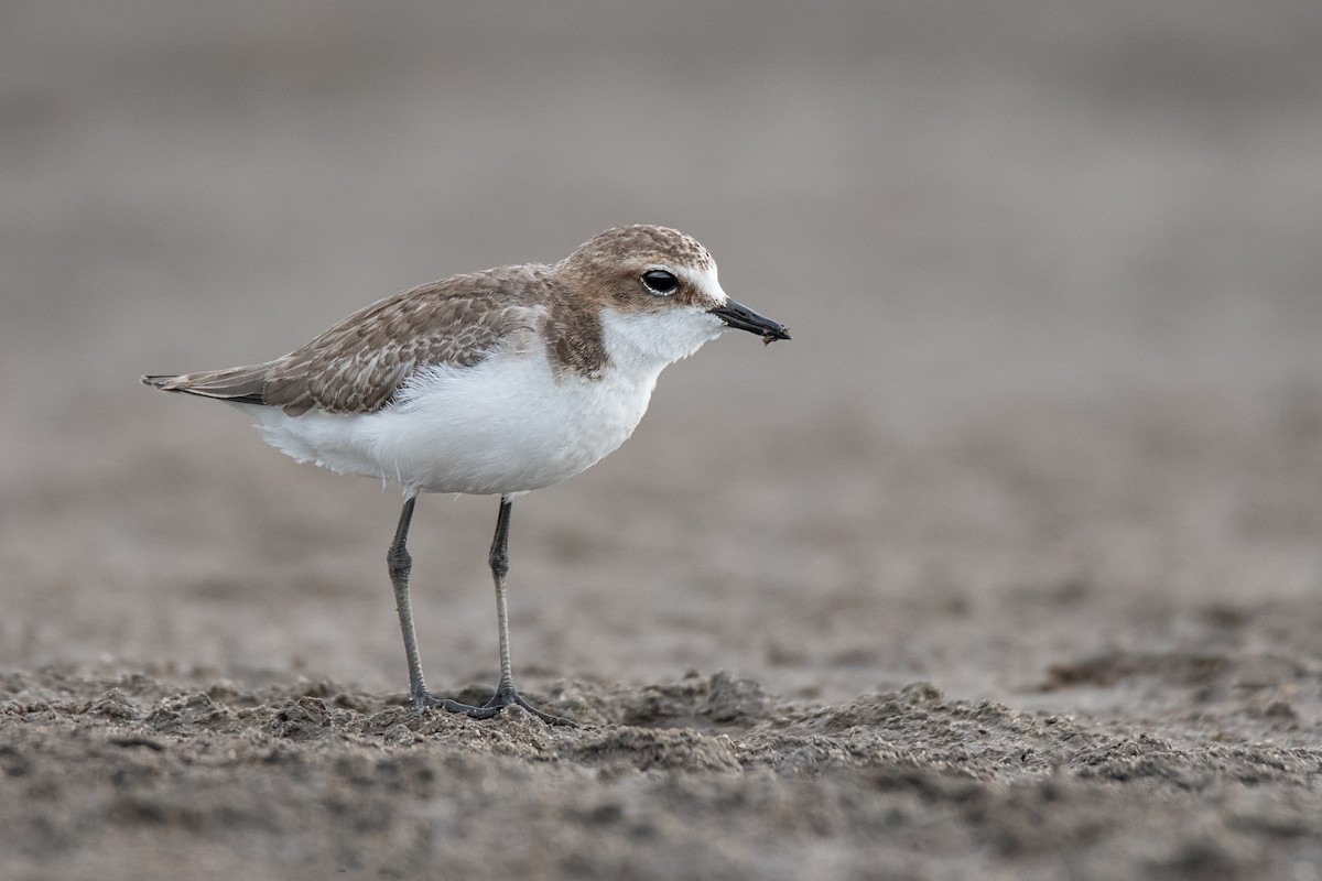 Red-capped Plover - ML142173021