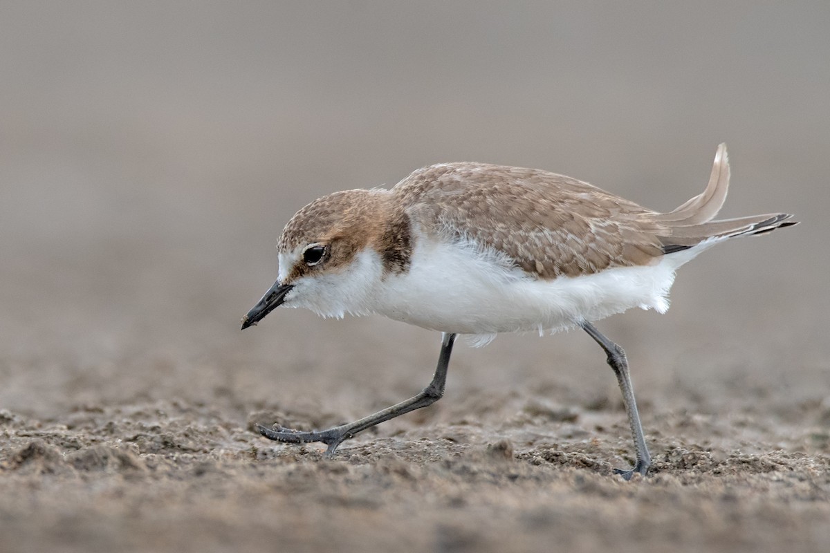 Red-capped Plover - ML142173031