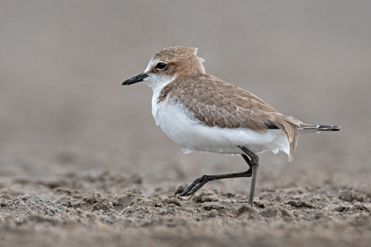 Red-capped Plover - ML142173101