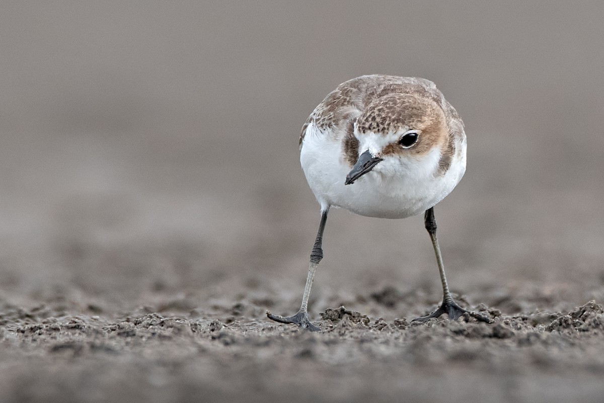 Red-capped Plover - ML142173111