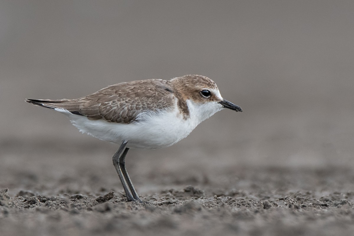 Red-capped Plover - ML142173121