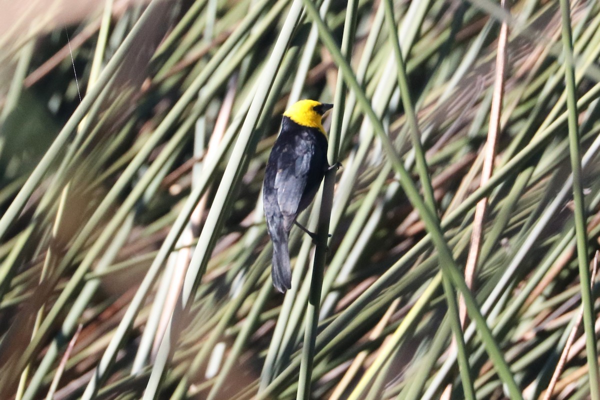 Yellow-hooded Blackbird - Ken McKenna