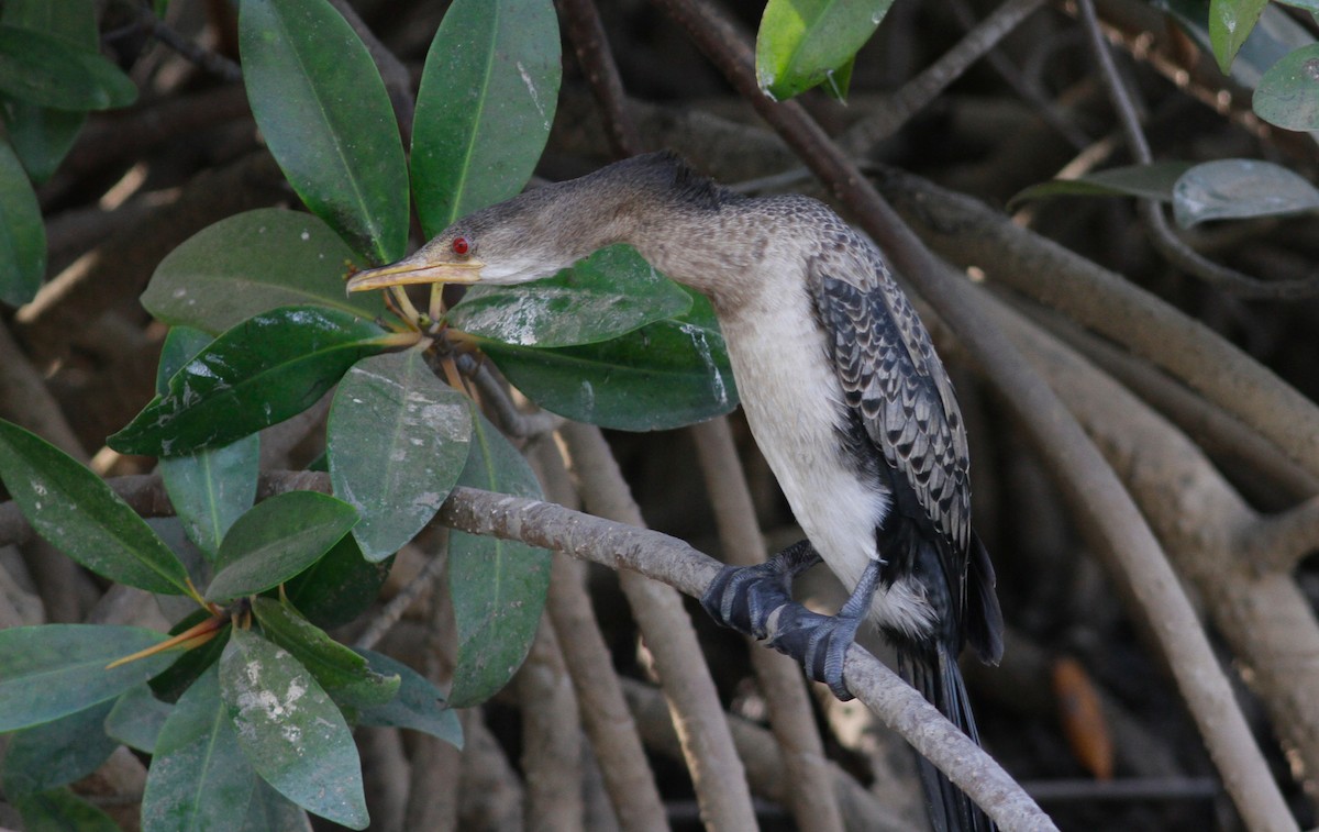 Long-tailed Cormorant - Anton Liebermann