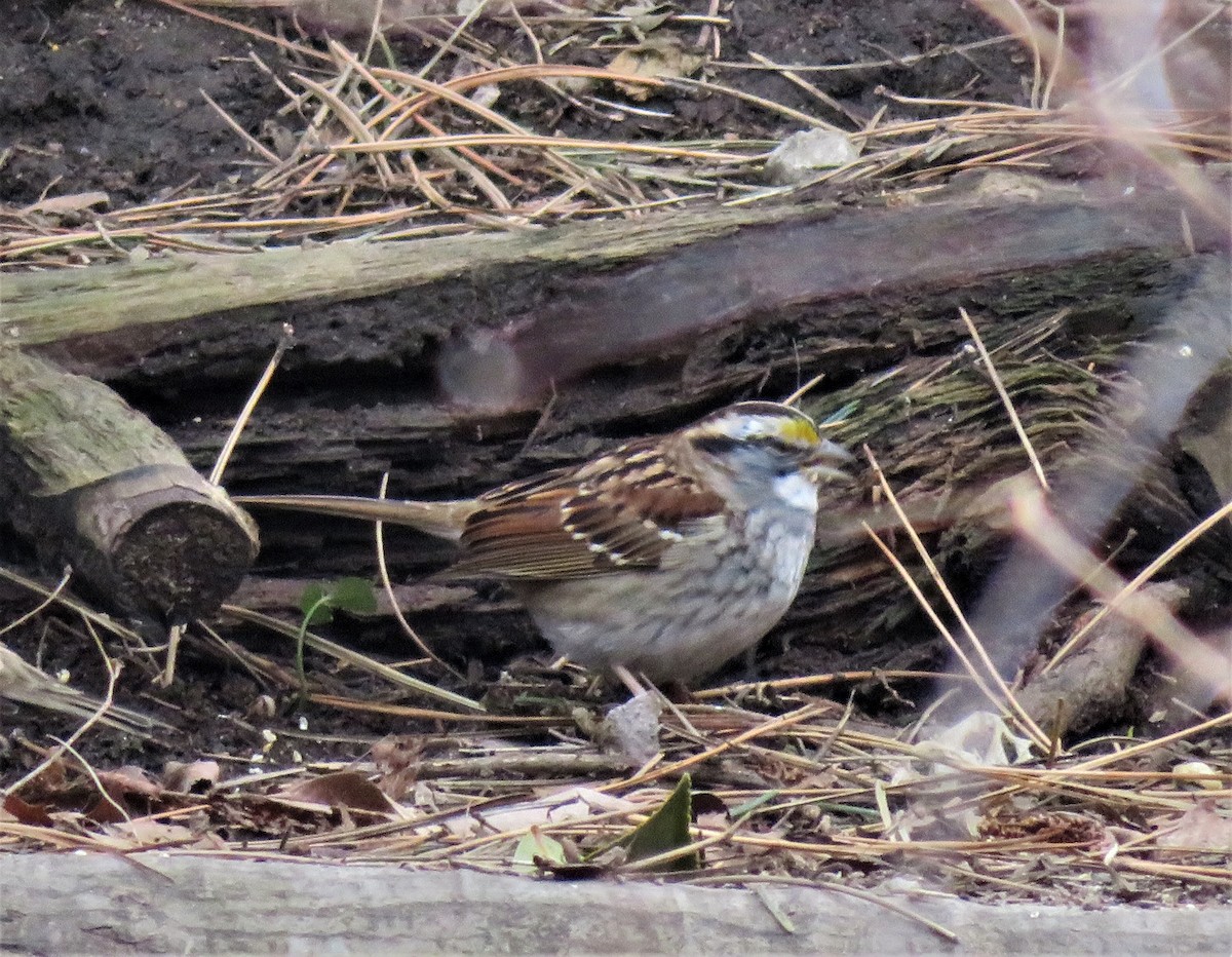 White-throated Sparrow - Kevin Topping