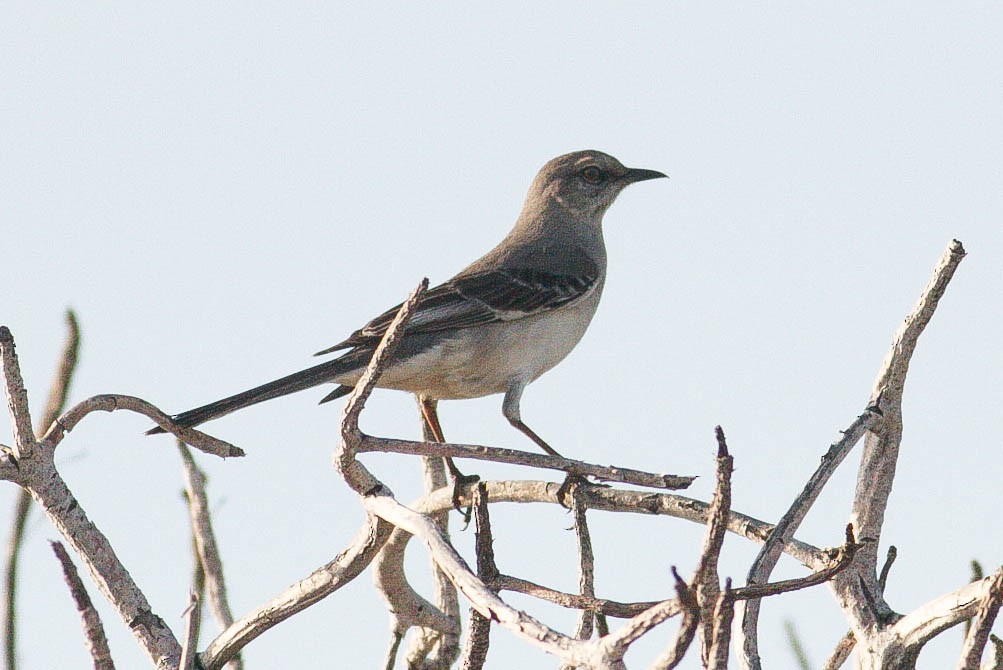 Northern Mockingbird - Javan Rasnake