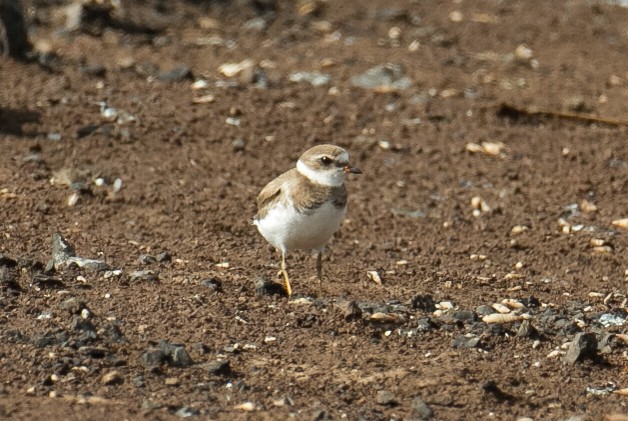 Semipalmated Plover - ML142174361