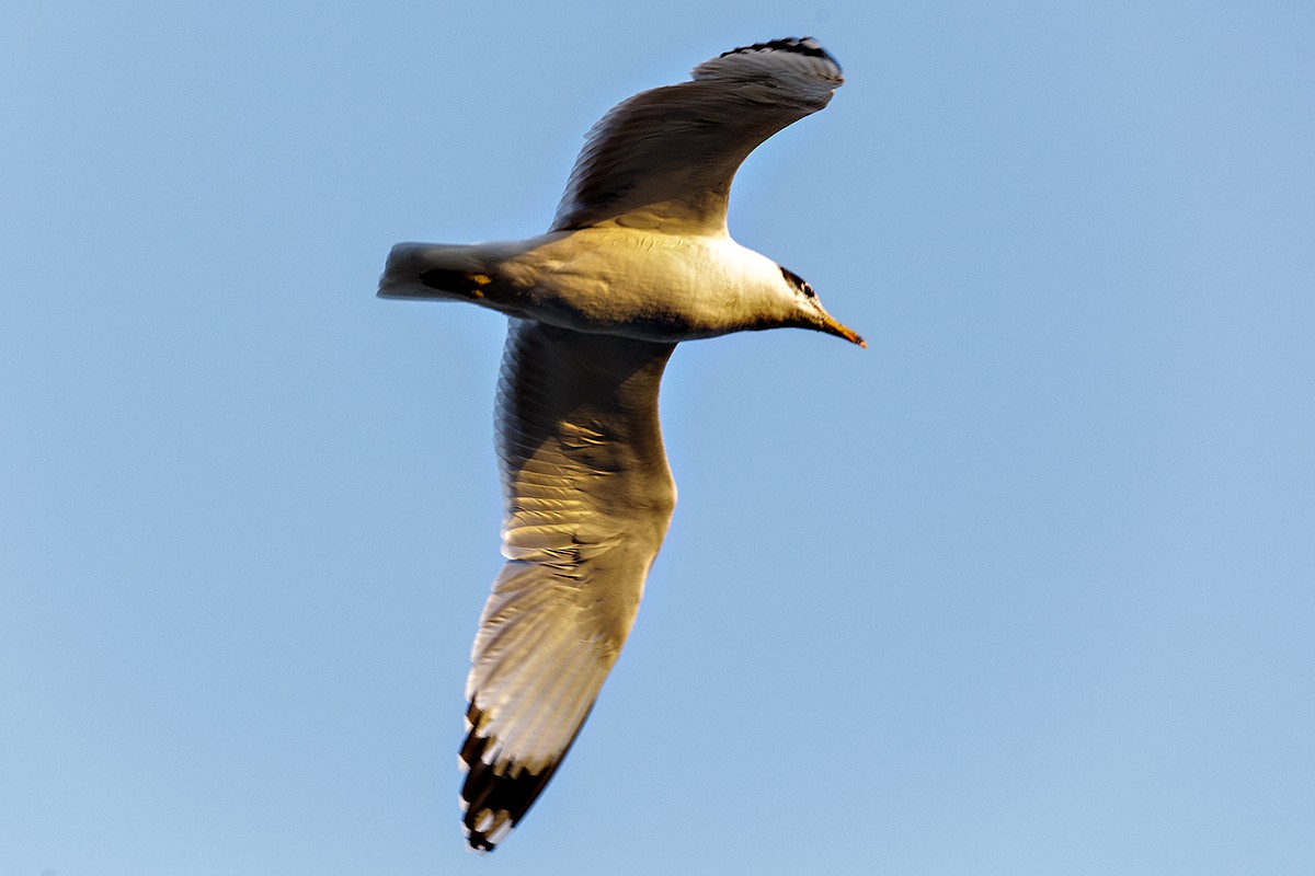 Brown-headed Gull - Mihir  Mishra