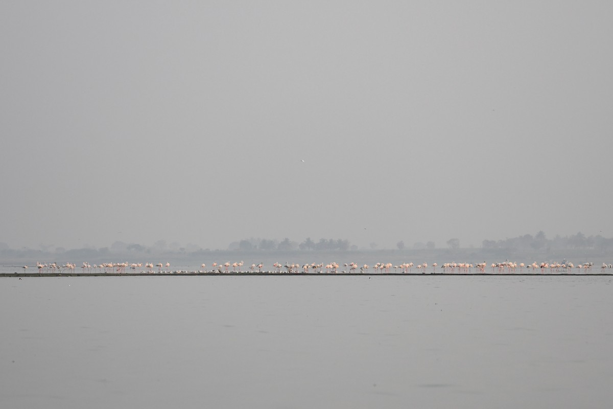 Greater Flamingo - ML142175981