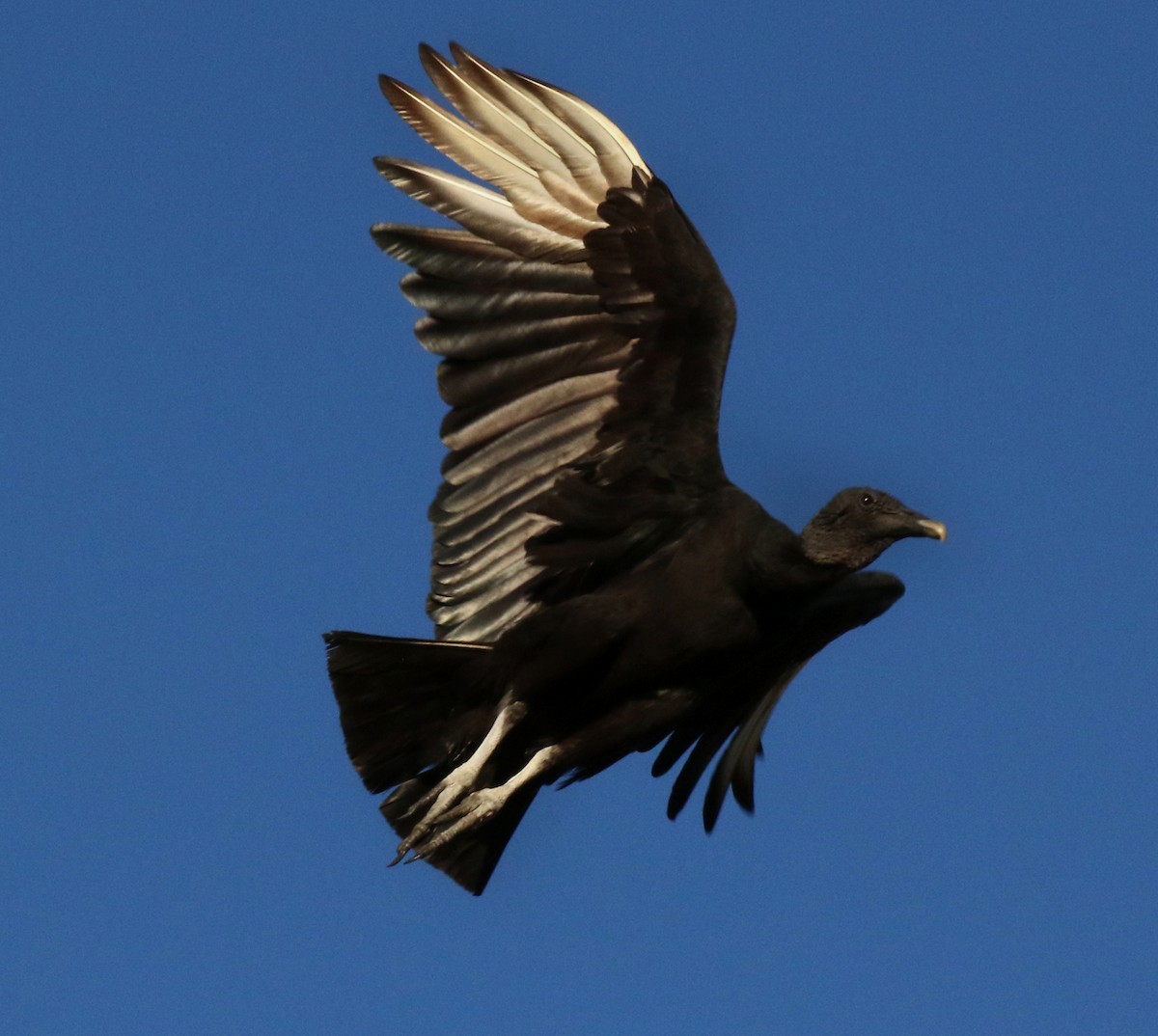 Black Vulture - ML142176071