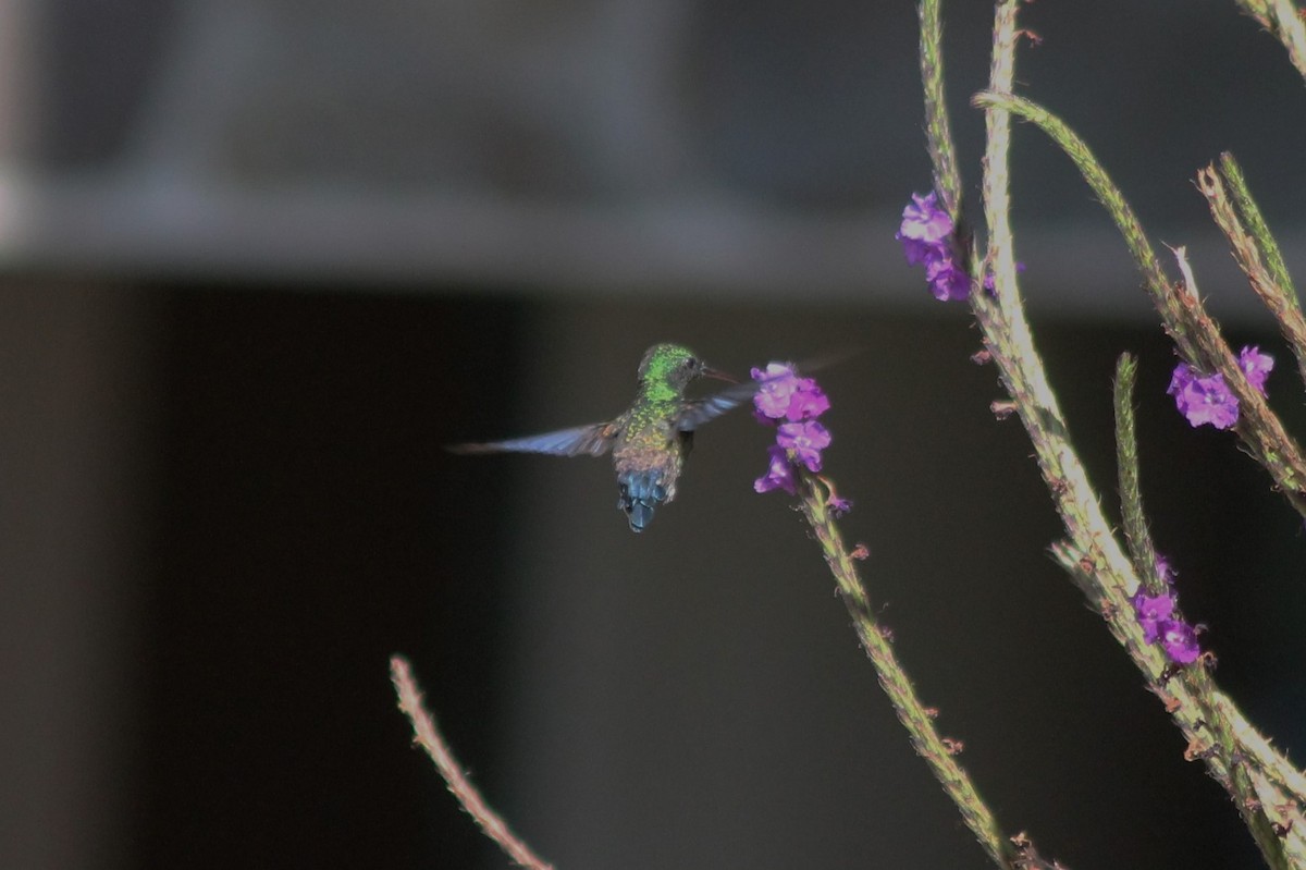 Blue-vented Hummingbird - David  Clark