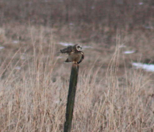 Short-eared Owl (Northern) - Cynthia King