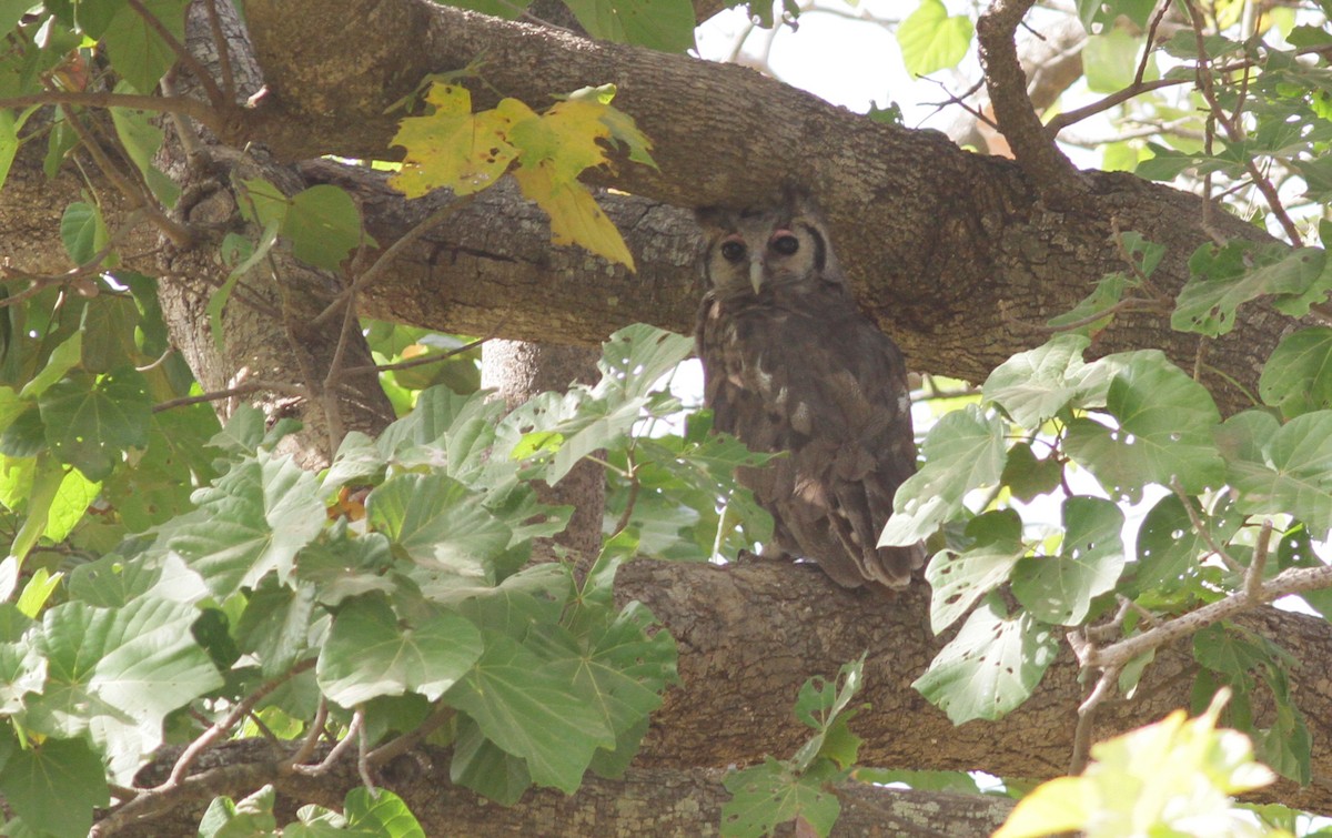 Verreaux's Eagle-Owl - Anton Liebermann