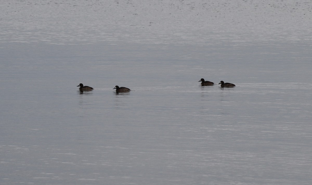 Greater/Lesser Scaup - ML142179961