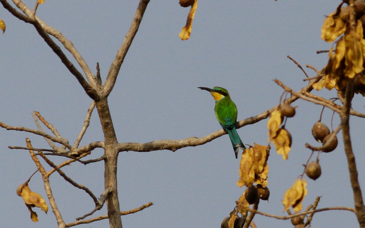 Swallow-tailed Bee-eater - ML142180251