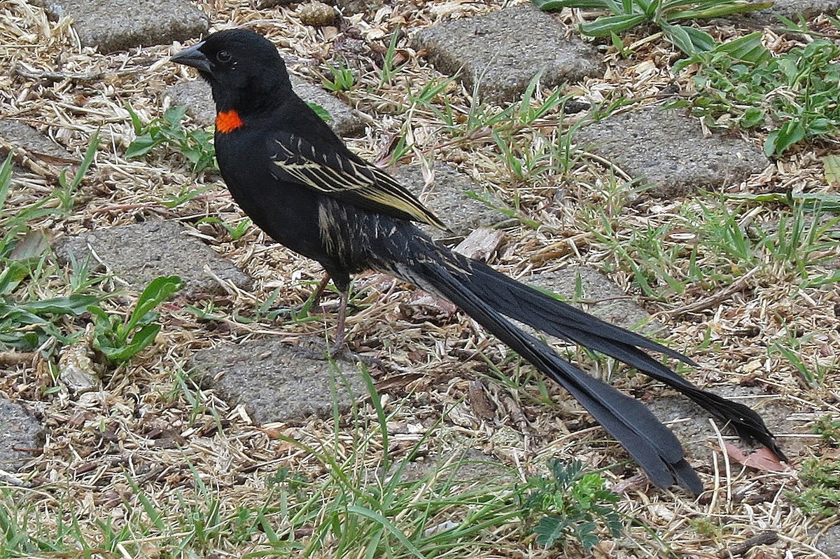 Red-collared Widowbird - ML142181391