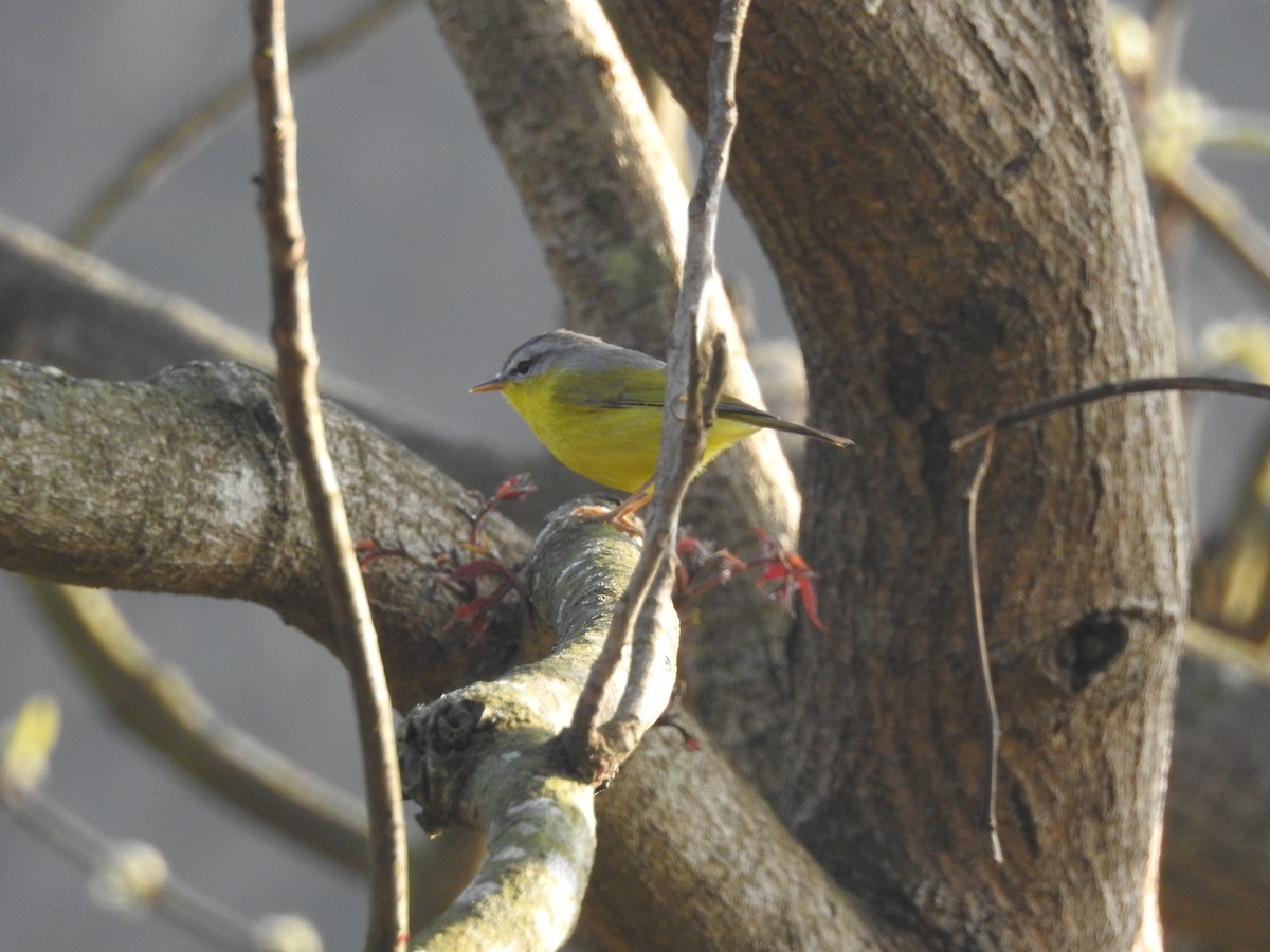 Gray-hooded Warbler - Shuchismita  Das