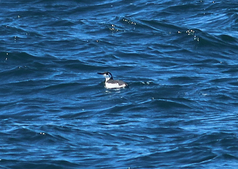Common Murre - Mike Fahay