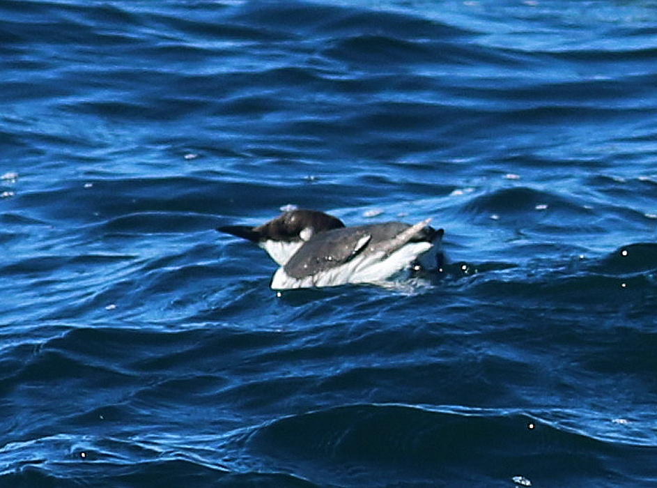 Common Murre - Mike Fahay