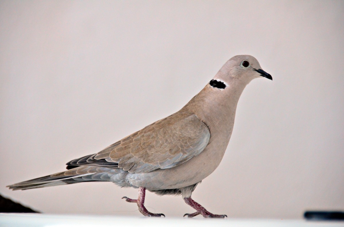 Eurasian Collared-Dove - Hans Norelius