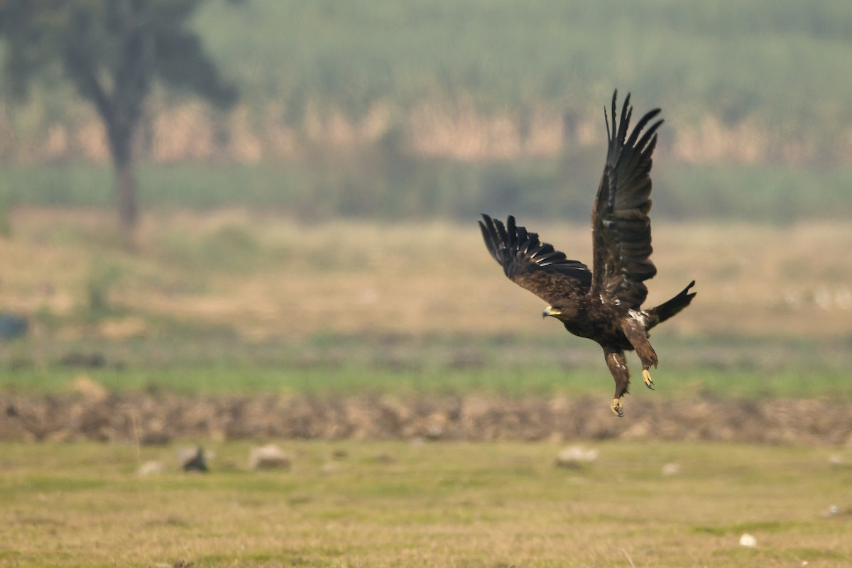 Greater Spotted Eagle - ML142184761