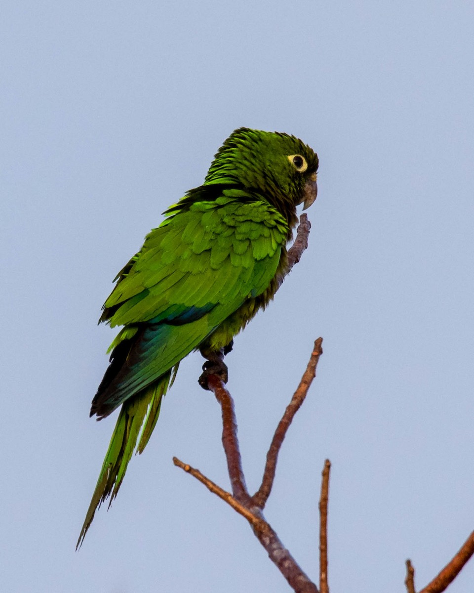 Olive-throated Parakeet (Aztec) - Edward Boyd