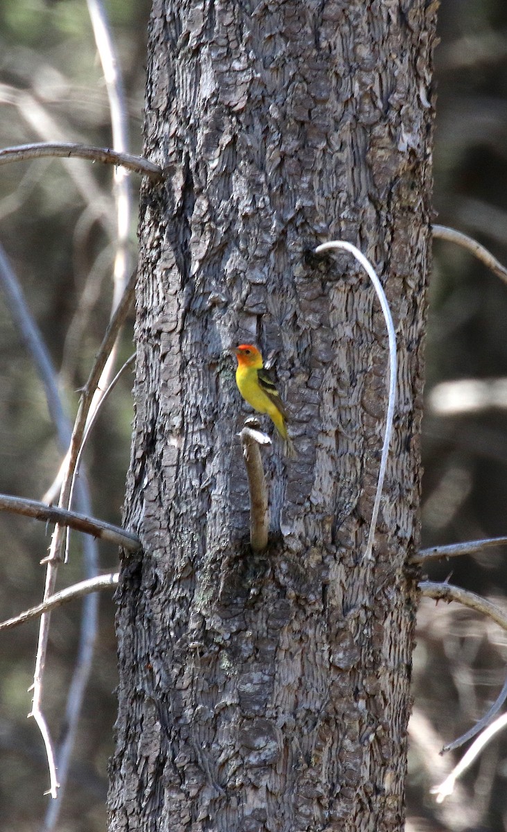 Western Tanager - ML142186081