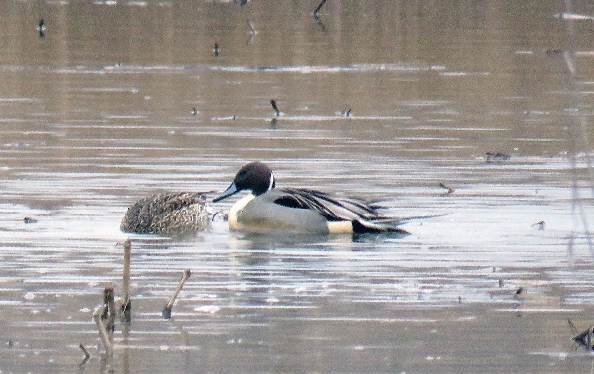 Northern Pintail - Toby Hardwick
