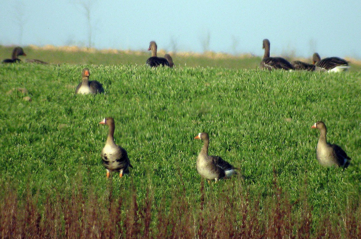 Greater White-fronted Goose - ML142190581